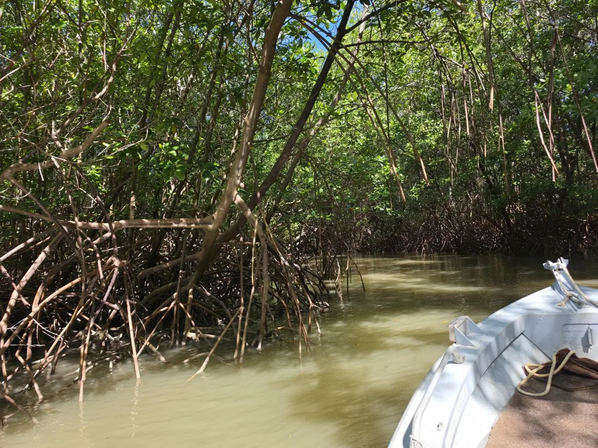 Canal estreito do mangue com raízes nas margens