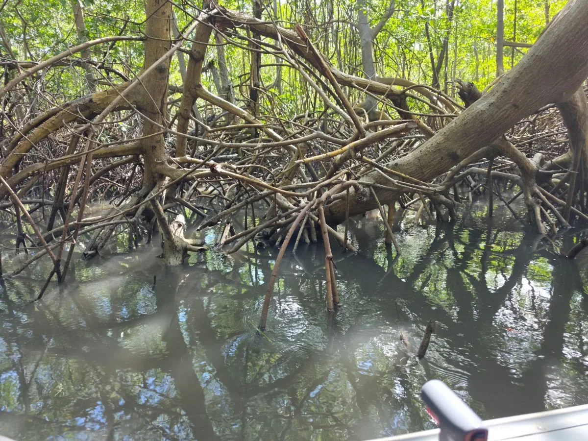 Raízes do mangue refletidas na água